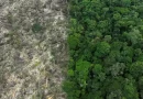 Brasil perdeu 111,7 milhões de hectares de áreas naturais em 40 anos