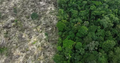 Brasil perdeu 111,7 milhões de hectares de áreas naturais em 40 anos