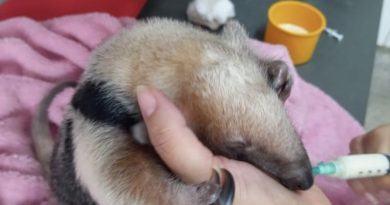 Filhote de tamanduá-mirim resgatado após atropelamento da mãe é devolvido à natureza em Minas