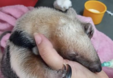 Filhote de tamanduá-mirim resgatado após atropelamento da mãe é devolvido à natureza em Minas