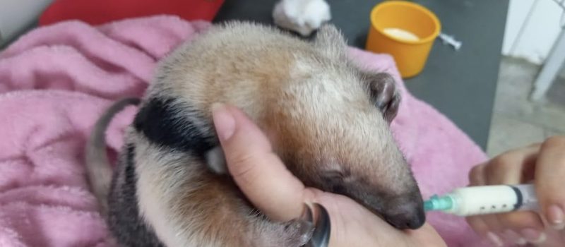 Filhote de tamanduá-mirim resgatado após atropelamento da mãe é devolvido à natureza em Minas